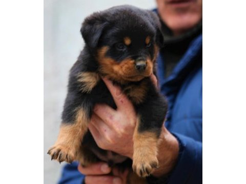 Şecereli şampiyon rottweiler yavrular