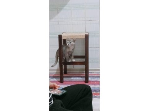 2 adet scottish fold kedi biri gri renk diğeri kırçıllı