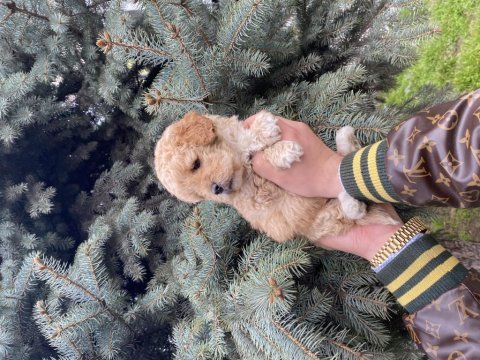 Muazzam güzellikteki kore kanı maltipoo bebeklerimiz