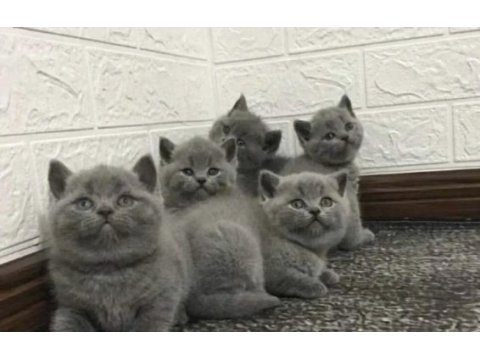 Brıtısh shorthair yavrular 