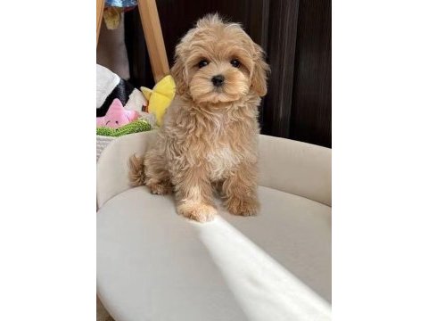 Maltipoo saf