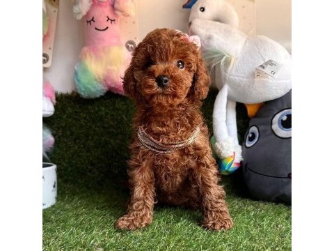 Safkan toy poodle bebekler