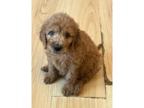 Mutlu yavru köpekler