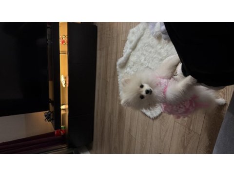 Pomeranian boo 6 aylık dişi