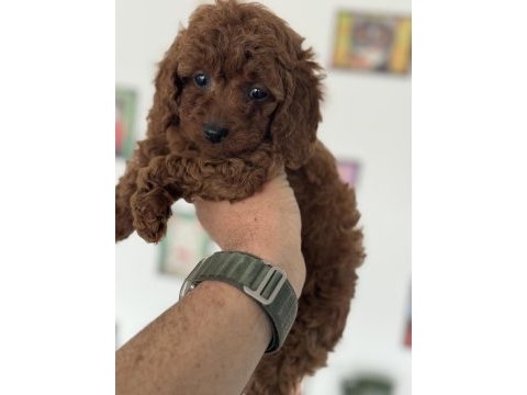 Petmode köpek çiftlğinde ziyarete açık kore toy poodle