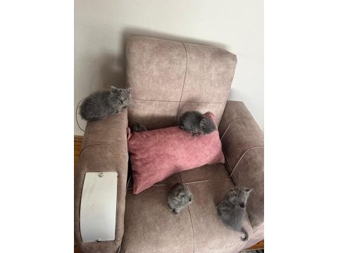 British shorthair kedimiz
