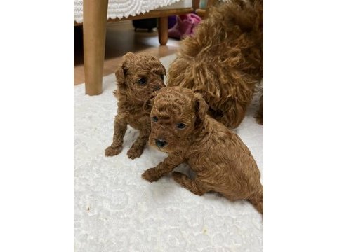 Anne babadan garantili 1,5 aylık toy poodle
