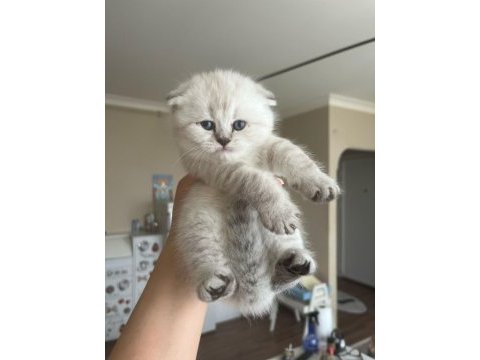 Scottish fold benim yeni ailem olur musunuz
