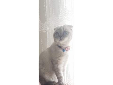 1 yaşındaki dişi scottish fold kedimizi sahiplendiriyoruz