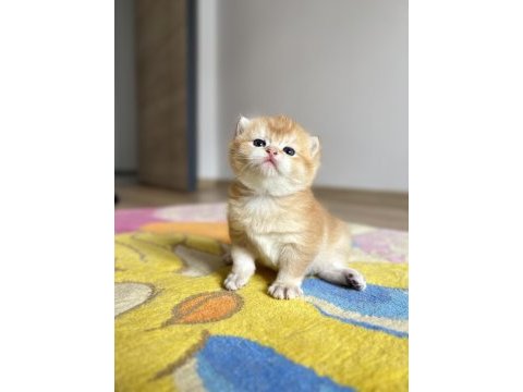 Golden ny12 erkek british shorthair