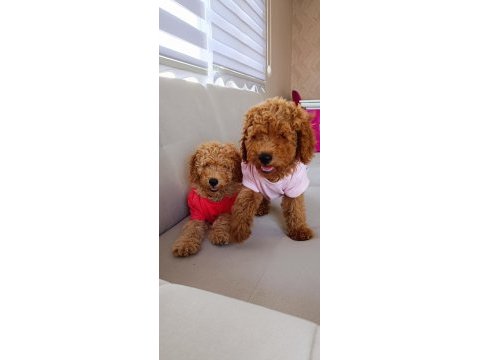 Yavru toy poodle