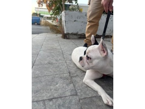 French bulldog yavrular ırk sağlık garantili
