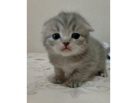 Scottish fold dişi yavrularım
