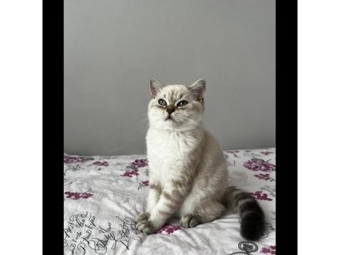 Latte kedimiz yeni yuvasını arıyor