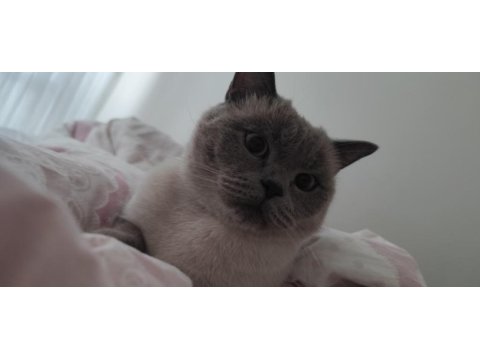 British shorthair blue point 2 yaşında