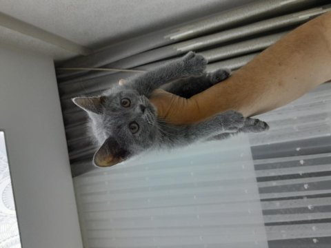 Safkan british shorthair erkek yavru kedi