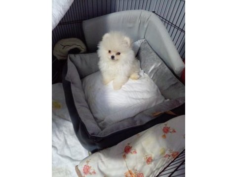 Pomeranian teacup erkek