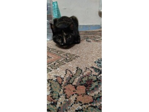Çok acil kedi sahiplendirme