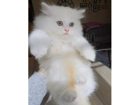 Çok güzeller scottish fold
