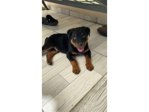 Koca kafa anne babadan kalıtelı köpekler kaçmaz