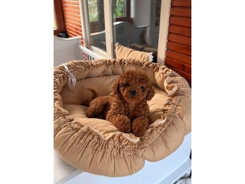 Redbrown toypoodle üst kalite bebekler 