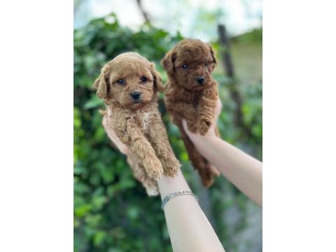 Güzel poodle bebekler