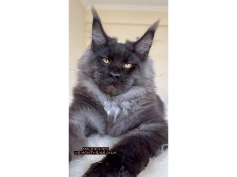 Her ile bizzat teslim anne ve baba şampiyon maine coon