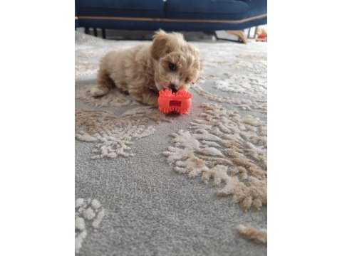 Oyun delisi maltipoo