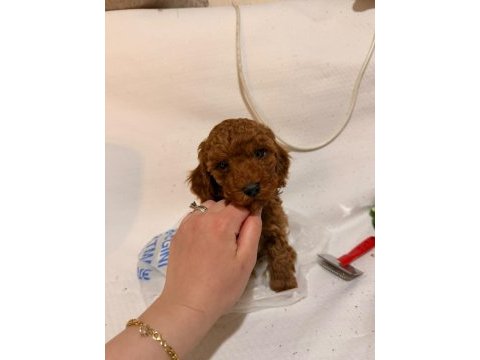 Red brown toy poodle yavrular