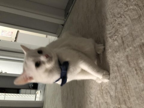 British shorthair beyaz 18 aylık