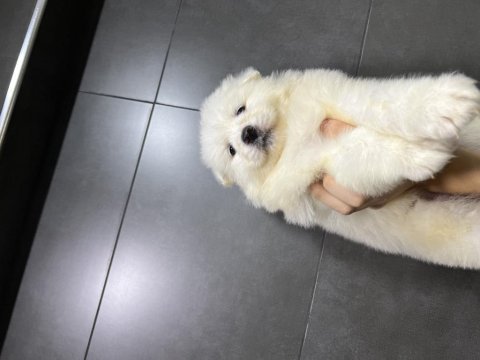 Kar top samoyed yavruları teslime hazır