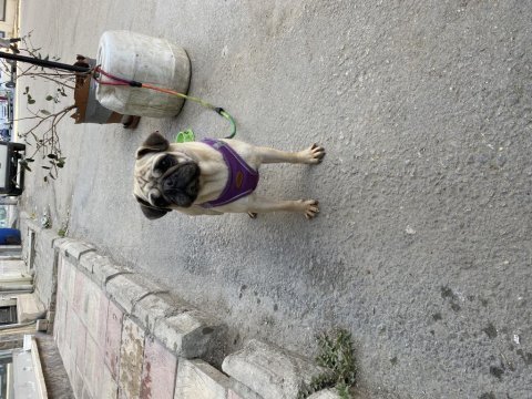 Kızana yakın 2 yaşında çipli kimlikli dişi pug