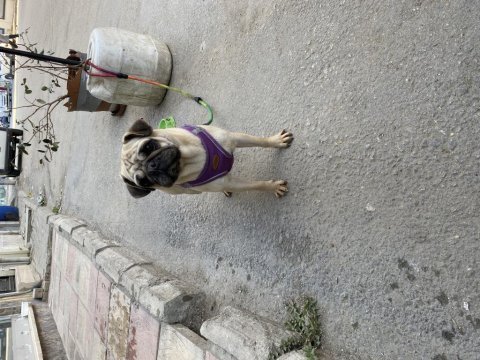 Kızana yakın 2 yaşında çipli kimlikli dişi pug