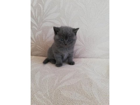 Mükemmel british shorthair bebekler ırk garantili