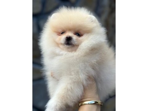 Pomeranian yavrular