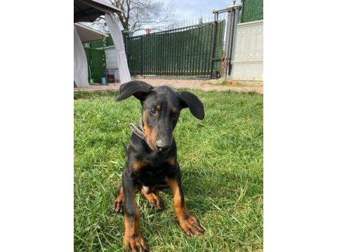 A kalite doberman köpekleri