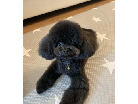 Özel renk black maltipoo kore yavrular