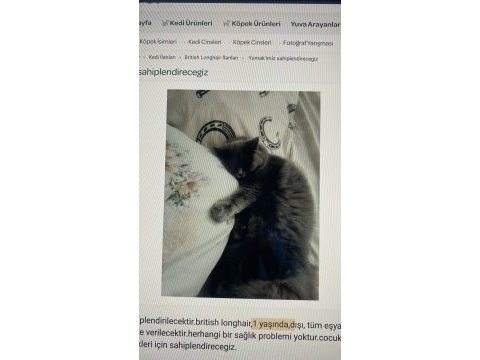 Kedimizi sahiplendireceğiz