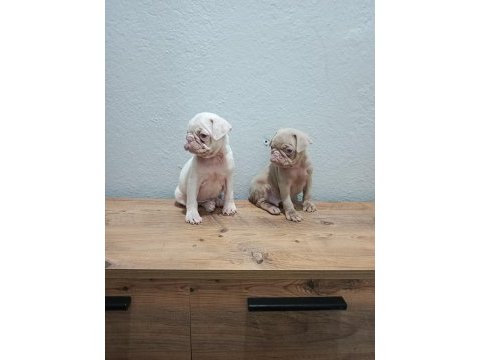 Pink pug mobs bebekler