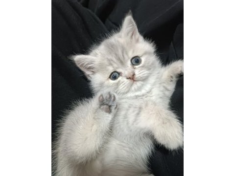 Yavrumuz iki aylık olmak üzere kırma değil exotic