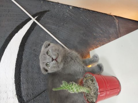 Scottish fold