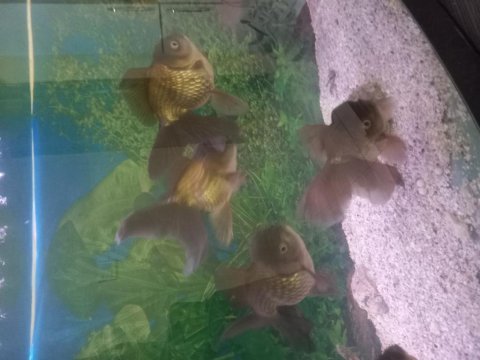 Oranda aslanbaş