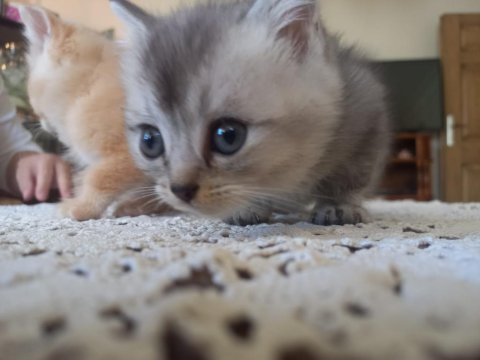 Safkan british shorthair bebişlerime yuva
