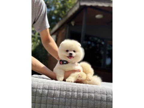 Sağlık ve ırk garantili pomeranian