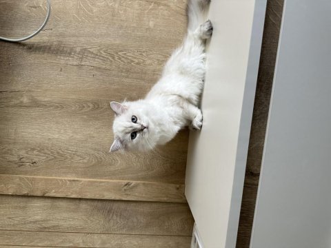 British longhair erkek