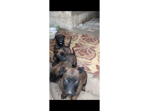 Belçika malinois