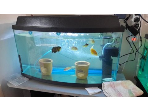 Akvaryum daha yeni almıştım