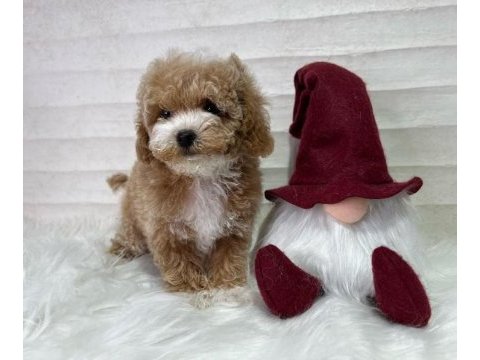 Evinize neşe katacak maltipoo yavruları