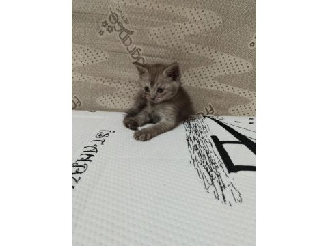 Scottish fold ve scottish straight yavrular 2 aylıklar