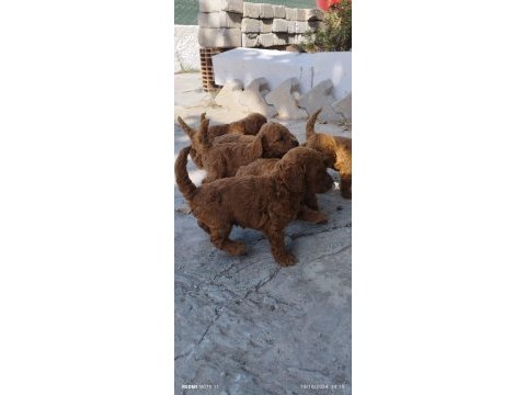 Red poodle köpekler